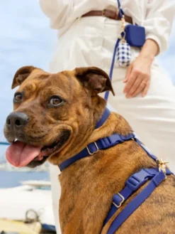 Harnais pour chien Cloud Lite - Bleu nuit - Shop Sunny Tails