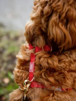 Harnais pour chien Cloud Lite - Cherry - Shop Sunny Tails
