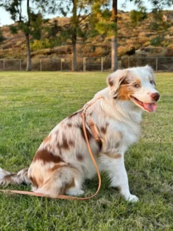 Harnais pour chien Cloud Lite - Chai - Shop Sunny Tails
