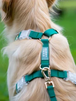Harnais pour chien Cloud Lite - Vert forêt - Shop Sunny Tails