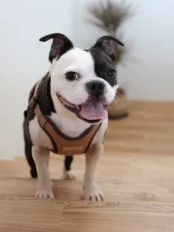 Harnais pour chien Confort Charlie's Backyard - Marron