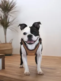 Harnais pour chien Confort Charlie's Backyard - Marron