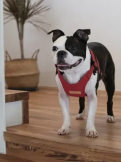 Harnais pour chien Confort Charlie's Backyard - Rouge