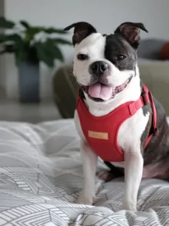 Harnais pour chien Confort Charlie's Backyard - Rouge