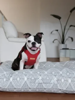 Harnais pour chien Confort Charlie's Backyard - Rouge