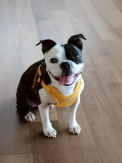 Harnais pour chien Confort Charlie's Backyard - Jaune
