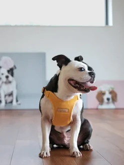 Harnais pour chien Confort Charlie's Backyard - Jaune