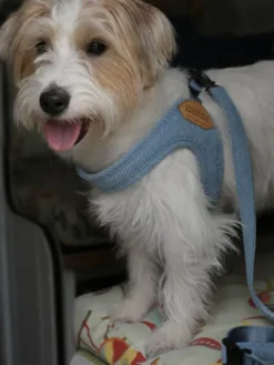 Harnais pour chien à enfiler par les pattes - Roy - Baby blue