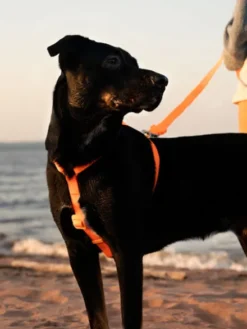 Harnais pour chien en néoprène - Neopro Lime - Zee.Dog