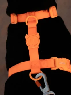 Harnais pour chien en néoprène - Neopro Tangerine - Zee.Dog