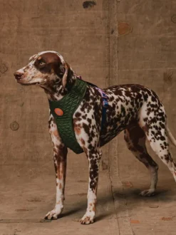 Harnais pour chien en Y - Trekk - Reebok x Zee.dog