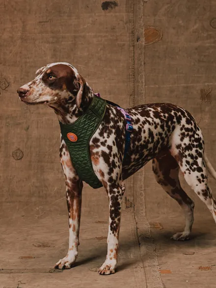 Harnais pour chien en Y - Trekk - Reebok x Zee.dog
