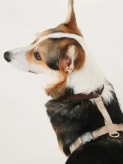 Harnais pour chien - Puppaccino - Furlou