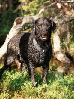 Harnais pour chien Roam Harness - Black Ripple - Woolly Wolf