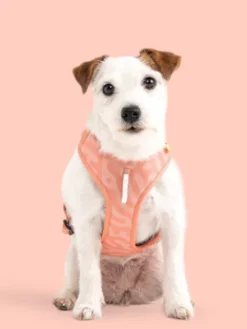 Harnais pour chien Roam Harness - Salmon Pink - Woolly Wolf