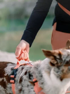 Harnais pour chien Roam Harness - Salmon Pink - Woolly Wolf