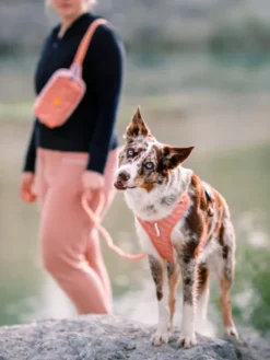Harnais pour chien Roam Harness - Salmon Pink - Woolly Wolf