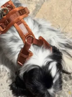 Harnais pour chien - Velvet Harness - Clay (Terre cuite) - Furlou