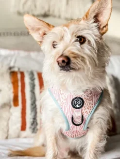 Harnais pour chien - Zoe - Bop Pop Pets
