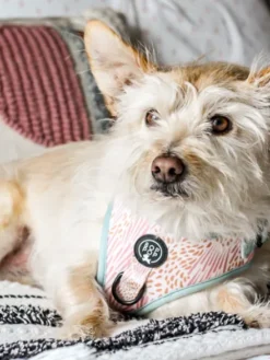 Harnais pour chien - Zoe - Bop Pop Pets