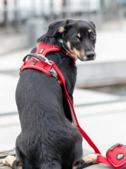 Harnais Rouge pour chien - Comfort Walk Pro 3.0 - DOG Copenhagen