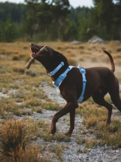 Harnais ruffwear - Front Range Flex Harness - Deep teal