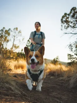 Harnais ruffwear - Front Range Flex Harness - Deep teal