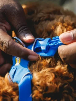 Harnais ruffwear - Front Range - Coastal Mountains