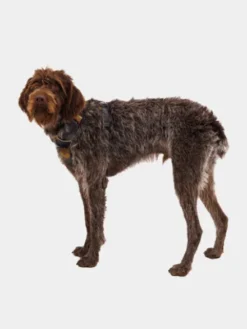 Harnais ruffwear - Front Range - Moonlight Mountains