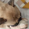 Jeu de fouille interactif pour chien - Eclair au chocolat