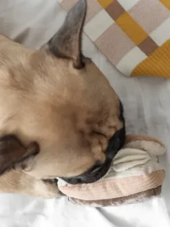 Jeu de fouille interactif pour chien - Eclair au chocolat