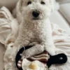 Jeu d'occupation pour chien - Breakfast 🍳 - Lambwolf Collective