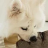 Jeu d'occupation pour chien - Pain complet - Lambwolf Collective