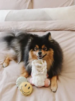 Jeu d'occupation pour chien - Roller Skate 🛼 - Lambwolf Collective