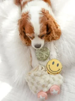 Jeu d'occupation pour chien - Roller Skate 🛼 - Lambwolf Collective
