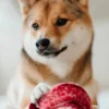 Jeu d'occupation pour chien - Sucette 🍭 - Lambwolf Collective