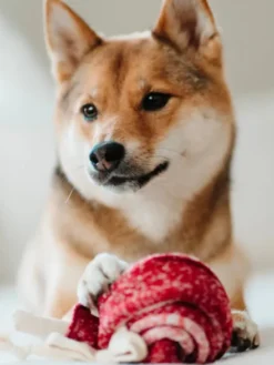 Jeu d'occupation pour chien - Sucette 🍭 - Lambwolf Collective