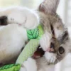 Jouet a mâcher pour chat - Soins des dents - Menthe fraîche