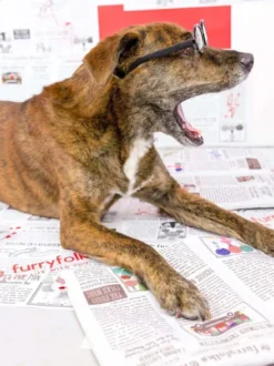 Jouet de fouille pour chien - Journal 📰 - The FurryFolks
