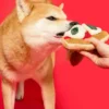 Jouet de fouille pour chien - Pizza 🍕 - The FurryFolks