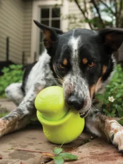 Jouet d'enrichissement pour chien - TOPPL Zogoflex Vert - West Paw