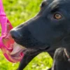 Jouet d'enrichissement pour chien - Lick Stick Ice Cream - SodaPup