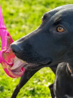 Jouet d'enrichissement pour chien - Lick Stick Ice Cream - SodaPup