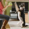 Jouet distributeur de friandises pour chien - Wobble Ball vert - Pet PLAY