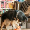 Jouet distributeur de friandises pour chien - Wobble Ball orange - Pet PLAY