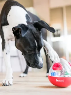 Jouet distributeur de friandises pour chien - Wobble Ball rouge - Pet PLAY