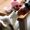Jouet d'occupation pour chien - Yoomy Donut 🍩 - Rose
