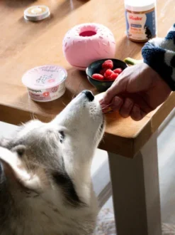 Jouet d'occupation pour chien - Yoomy Donut 🍩 - Rose