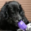 Jouet d'occupation pour chien - Super Veggiez Aubergine 🍆 - Zee.dog