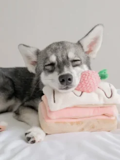 Jouet d'occupation pour chien - Mille Feuille - Pups & Bubs